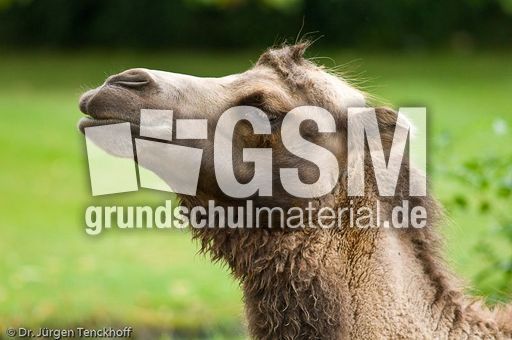 Kamel (60 von 108).jpg